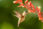 USA, New Mexico. Calliope hummingbird feeding on yucca blossoms. Art Print
